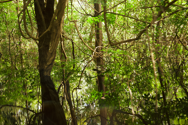 Henrique Schemeil Exposition アマゾニア : イガポー浮かぶ森の魔法
